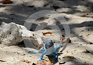 Lizard on the Beach photo