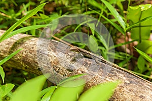 Lizard on the beam.