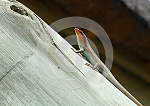 Lizard on the beam