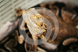 Lizard bearded agama
