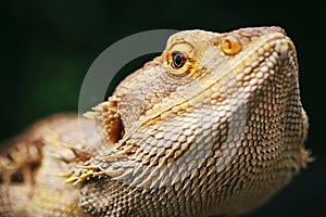 Lizard bearded agama