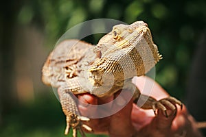 Lizard bearded agama