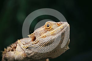 Lizard bearded agama