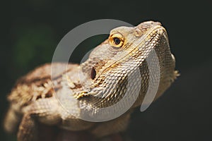 Lizard bearded agama