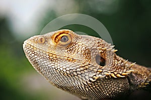 Lizard bearded agama