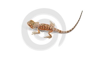 Lizard Bearded Dragon isolated on white background