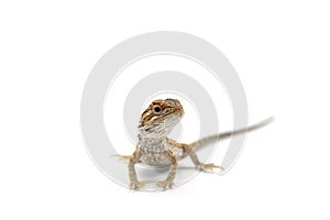 Lizard Bearded Dragon isolated on white background