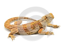 Lizard Bearded Dragon isolated on white background