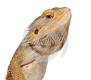 Lizard Bearded Dragon on white