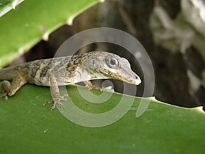 A lizard on Bequia