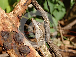 A lizard on Bequia