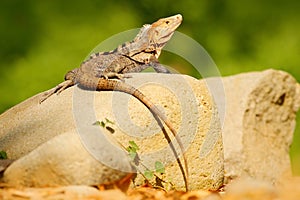 Lizard Black Iguana, Ctenosaura similis, sitting on stone. Wildlife animal scene from nature. Animal in Costa Rica. Summer day wit