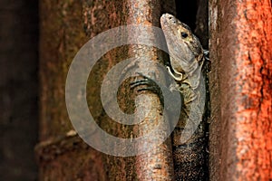 Lizard Black Iguana, Ctenosaura similis, sitting in tree hole nest. Wildlife animal scene from nature. Detail portrait of lizard