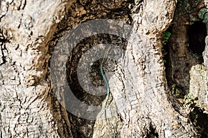 Lizard with a blue-green tail on the trunk of an olive tree