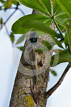 Lizard with blue head on tree