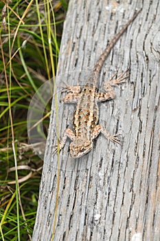 Lizard on a boardwalk