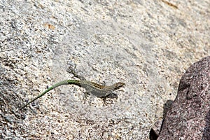 Lizard in Bonifato forest near Calvi Corsica