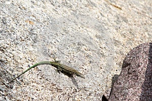 Lizard in Bonifato forest near Calvi Corsica