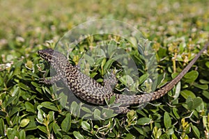 Lizard in the Borromean Islands