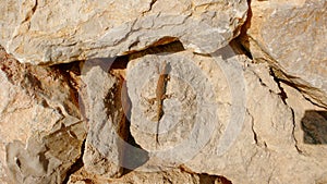 Lizard on boulders 3