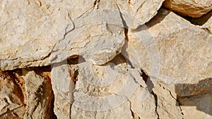 Lizard on boulders 4