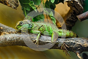 Lizard on branch