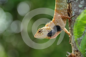 Lizard on branch