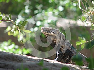 Lizard on branch