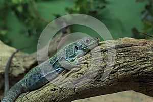 Lizard on branch