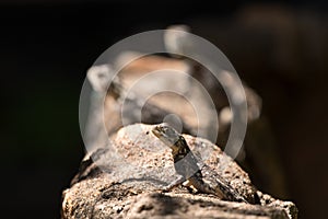 Lizard on a brown rock