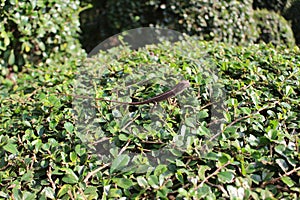 Lizard on bush