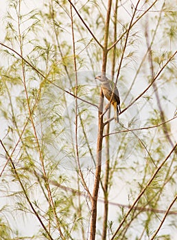 Lizard Buzzard