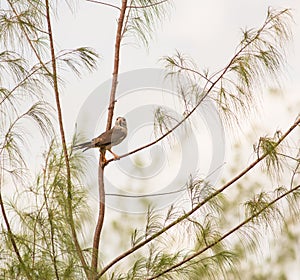 Lizard Buzzard