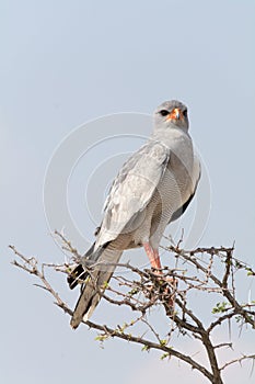 Lizard Buzzard in top of tree