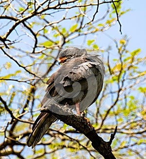 Lizard buzzard on a tree
