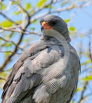 Lizard buzzard on a tree