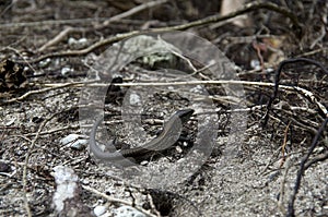 Lizard in Cahuita National Park beach, Costa Rica photo