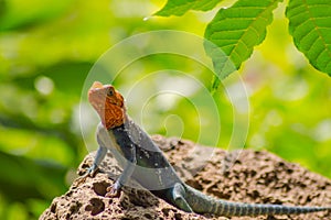 Lizard called agame settlers in the savannah of Amboseli Park in