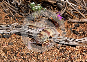 Lizard called the Desert Banded Gecko