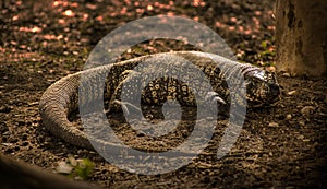 Lizard called lagarto overo, iguana (Salvator merianae) on the floor in El Palmar, Entre RÃÂ­os, Argentina photo
