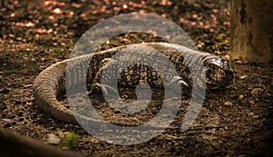 Lizard called lagarto overo, iguana (Salvator merianae) on the floor in El Palmar, Entre RÃ­os, Argentina