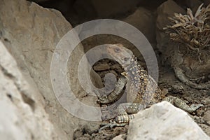 Lizard Camouflage between heels