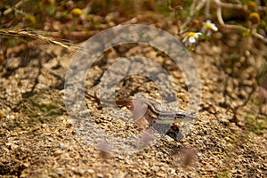 Lizard camouflage photo