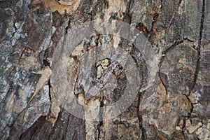 The lizard is camouflaged in the bark. Crypsis or Camouflage of lizard.