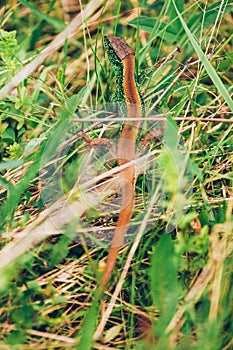 Lizard camouflaged in grass