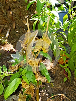 Lizard Camouflaging on Plant