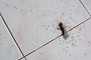 The lizard carcass is surrounded by ants.