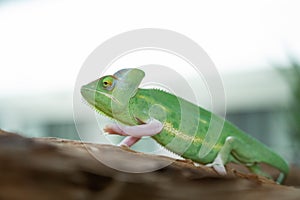 lizard, chameleon with blur background