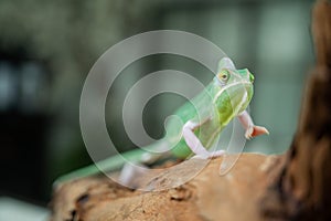 Lizard, chameleon with blur background