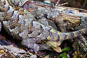 Lizard chilling on a limb